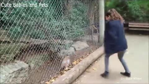Best Animal News Bloopers Compilation 2020 🐮🐢🦢 Charming ANIMAL COMPILATION