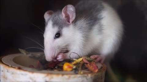 Rats are interesting food.