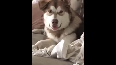 Funny and Cute Husky Puppies Compilation #6 - Cutest Husky