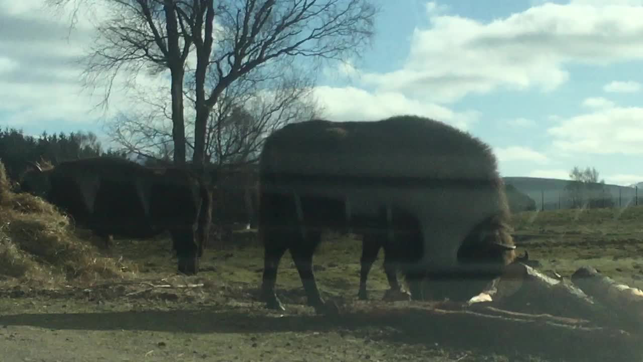 Buffalo at Highland Wildlife Park, Kincraig, Kingussie