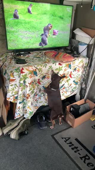 Hunting squirrel on YouTube again