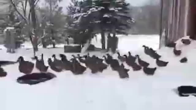 Funny ducks