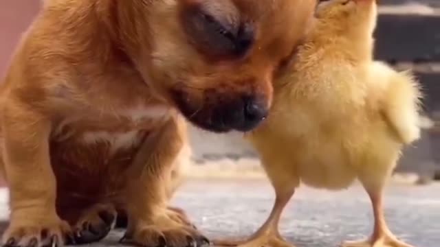 The chick and the puppy are playing in a funny way