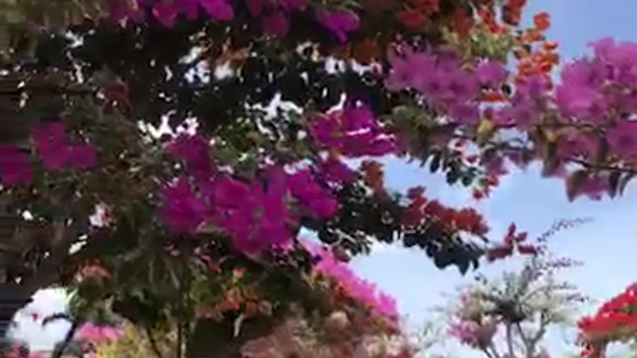 "Bougainvillea Beauty: Nature's Color Explosion in Full Bloom!"