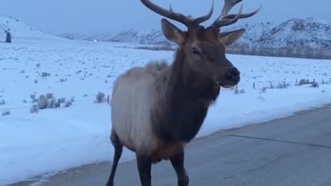 Angry Bull elf pops tire with his horn 🤣😂🤣