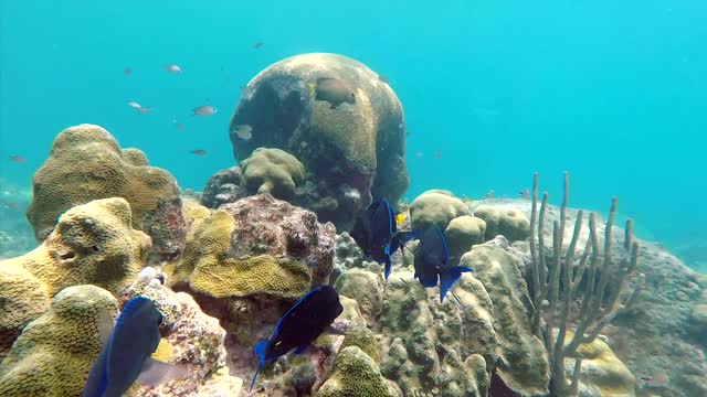 Under water sea fish video