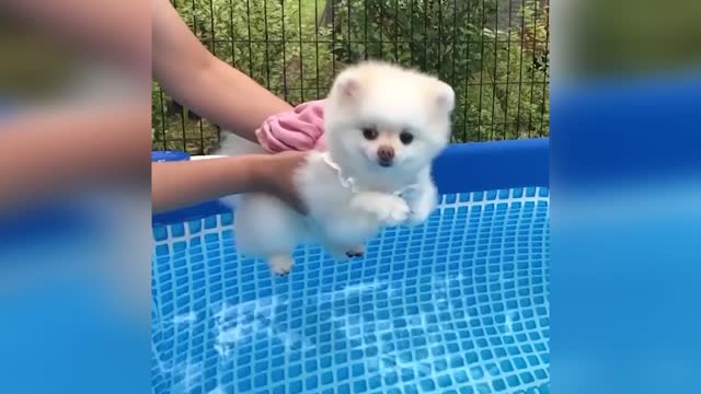 Mini Pomeranian 😆 Funny and Cute Pomeranian Videos😆