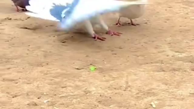 Pigeon flying