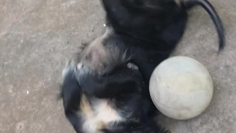 Doggy is playing his ball by himself