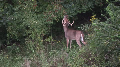 2022 KY Deer Season - DAY 8