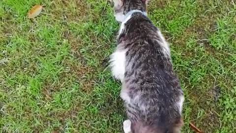 My cute bully cat walking with me as I walked