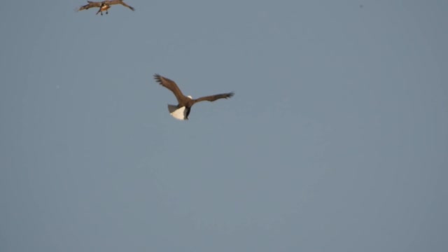 Bald Eagle - Red-tailed Hawk Air To Air,