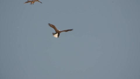 Bald Eagle - Red-tailed Hawk Air To Air,