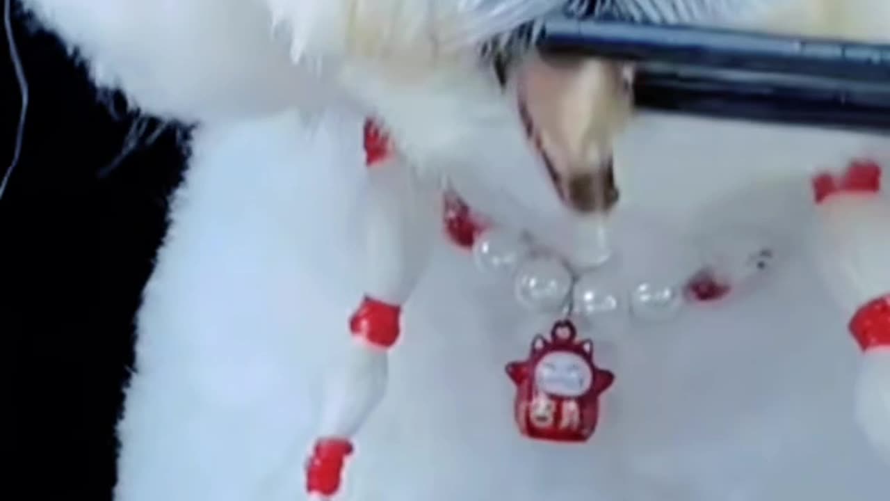 What is dog's favorite food?