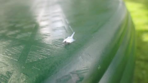 wooly aphid