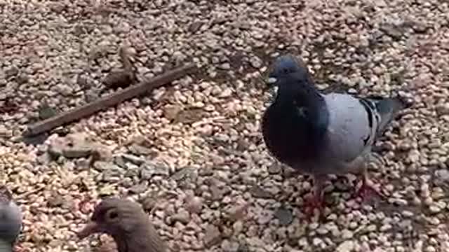 Pigeons weighing half a kilogram