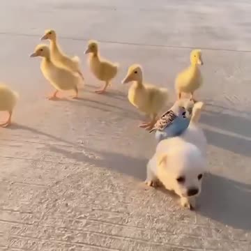 The cutest video you will see this week! 😍