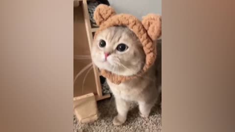 Kitten in a hat