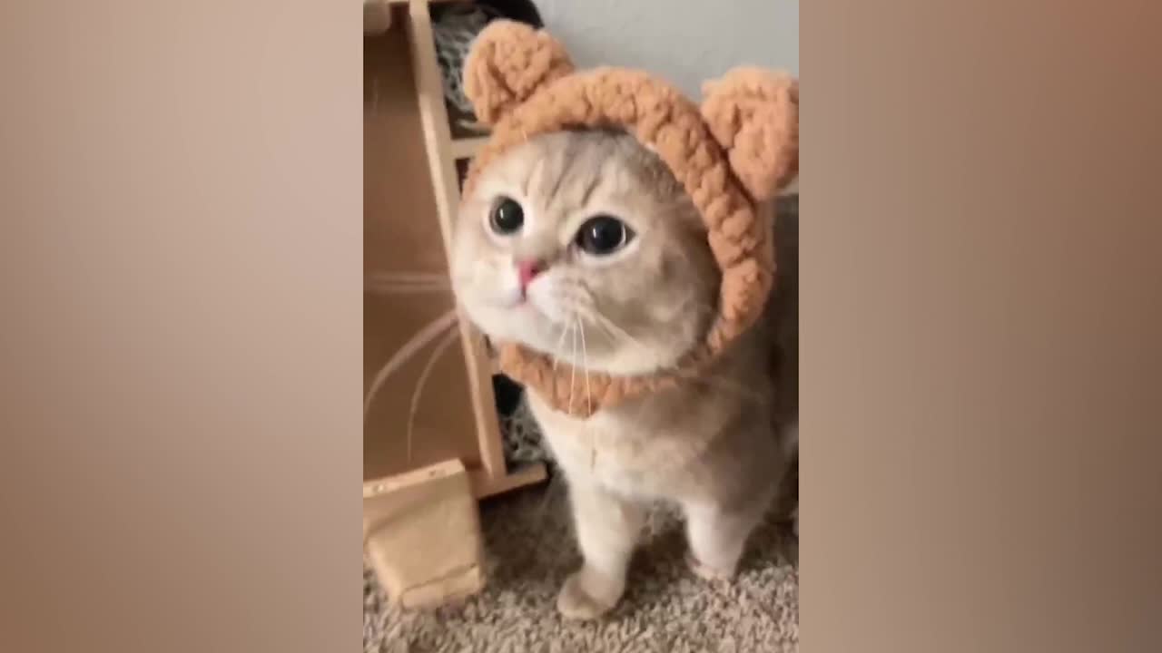 Kitten in a hat