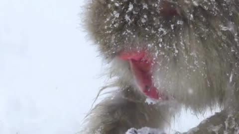 Snow Monkey Facts | Amazing Facts