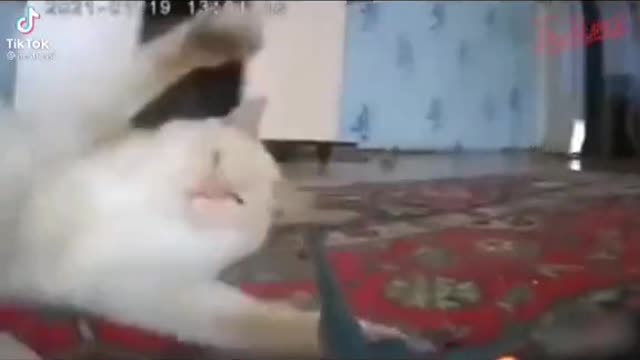 cats and machines