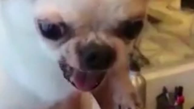 Cute Funny Angry Dog