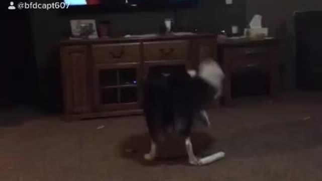 Sammy playing