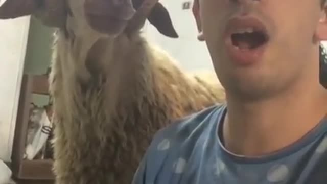 G.a.o.t (greatest of all the time) animal