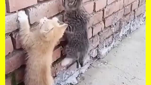 Kittens try to climb the wall