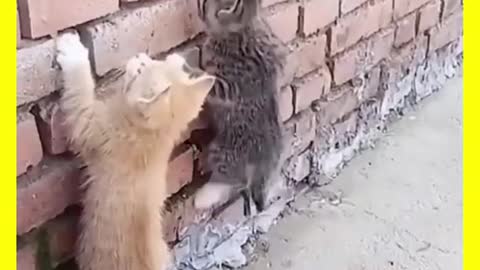 Kittens try to climb the wall