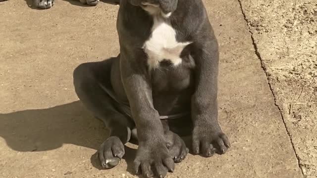 Funny cute soldier♥cute funny dog♥Pls subscribe for more video♥Like♥comment♥♥♥