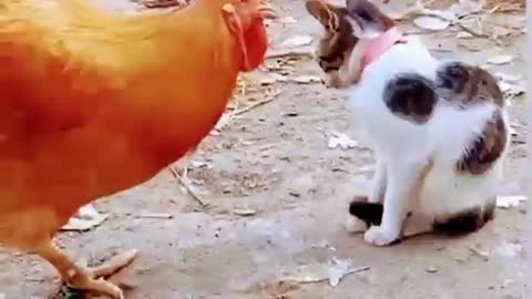 Cock Vs Cat (chicken and cat fight) Fanny😹😹😹