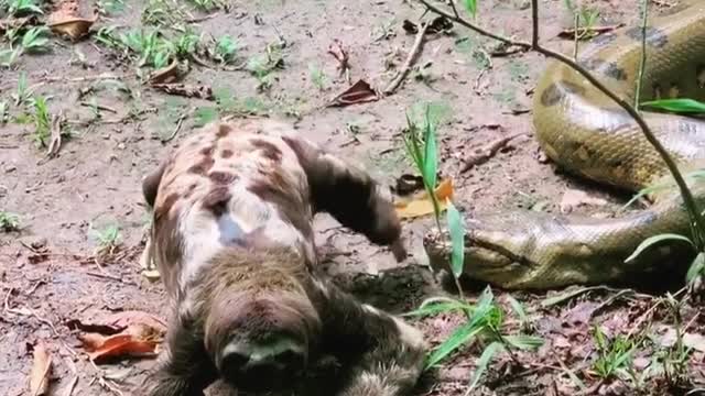 A sloth walks past an anaconda