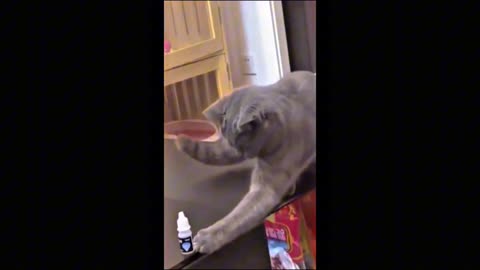 FUNNY CATS are the perfect mood booster 