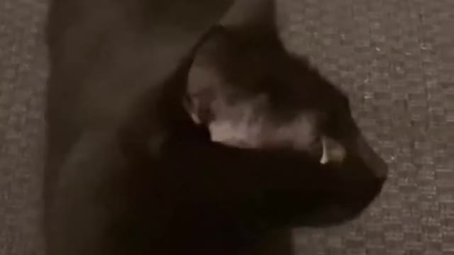 Funny animals with humans😂😂🤣😍😻