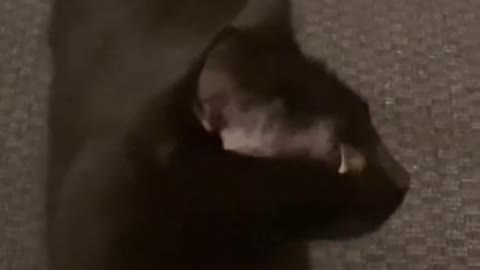 Funny animals with humans😂😂🤣😍😻