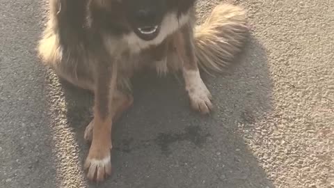 Pooches Pals Make for a Prison Break