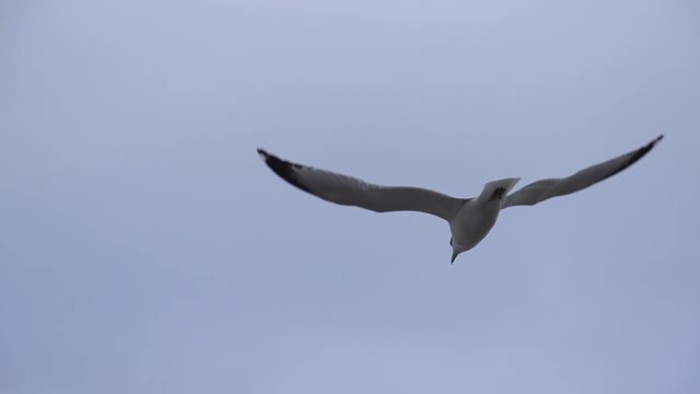 Seagull Flying