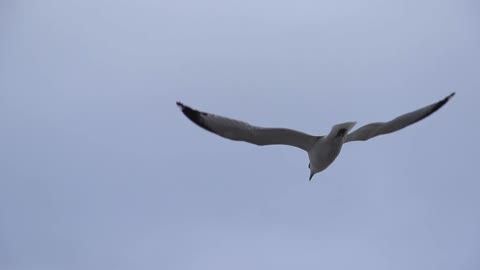 Seagull Flying