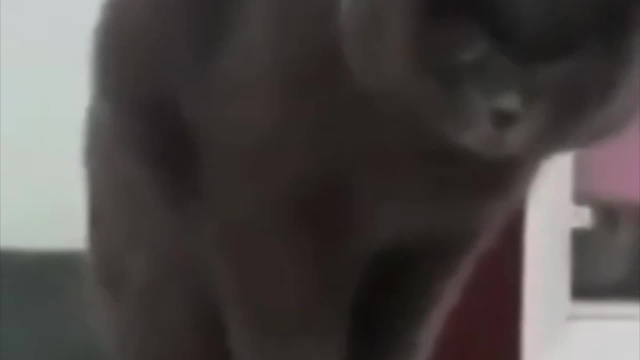 LEADER CAT!