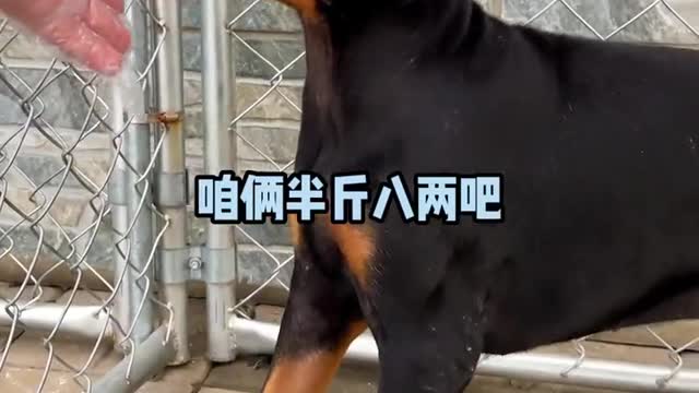 Dare you touch such a terrible dog
