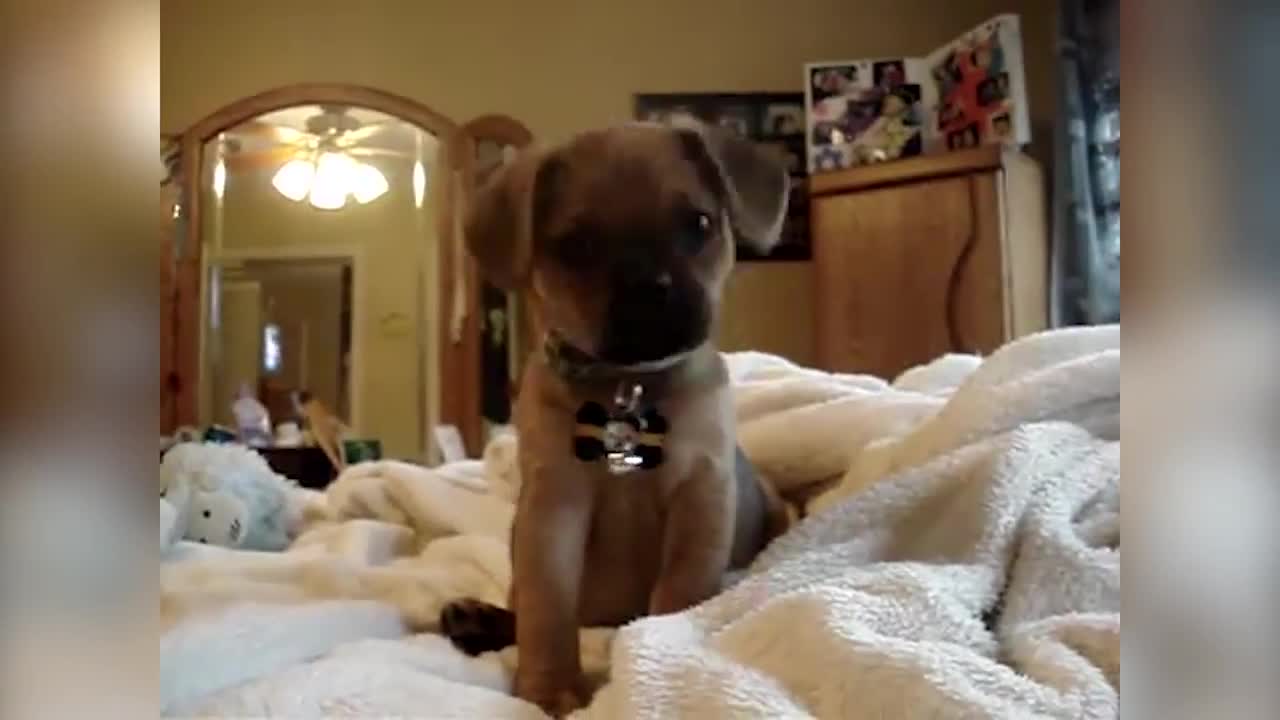 Funniest Cute Pet Home Videos