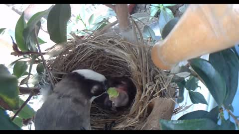 Mother bird feeds baby birds