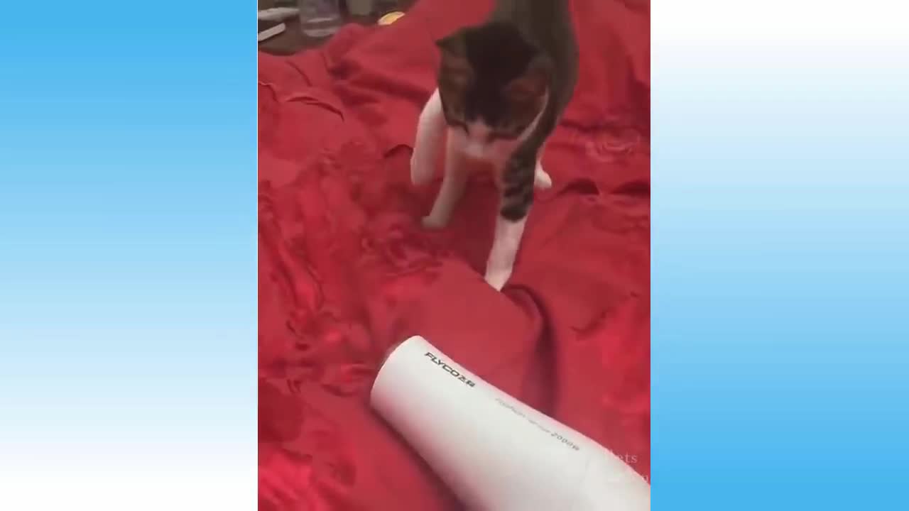 cute cat video #1