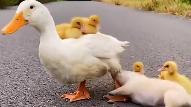 Guesshowmanyducklingsthereare