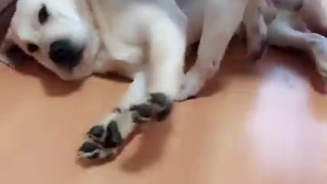 10 seconds dog's funny video