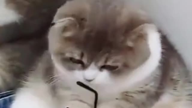 My famous cat