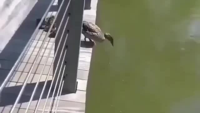 Family of Ducks Jump into Water