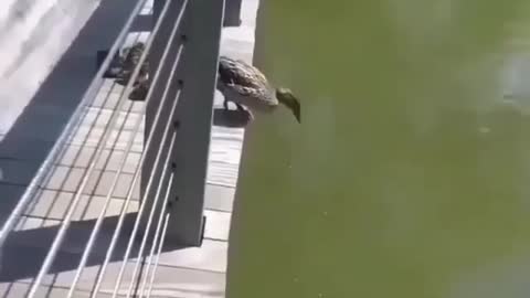 Family of Ducks Jump into Water