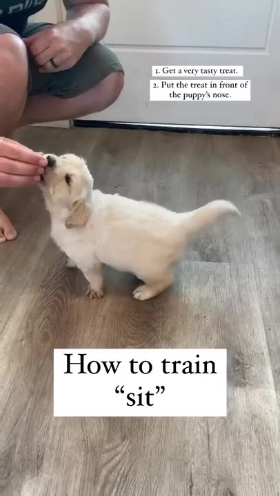 How to train Sit............!!